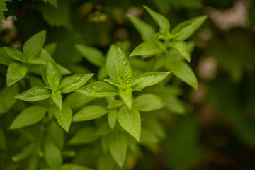 Basil leaves, Asian Thai basil fragrant green herb
