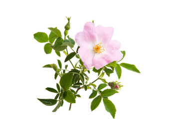 Obraz premium rosehip flower isolated