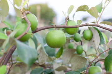 Green Jujube hanging on the tree with sunlight in the garden.	