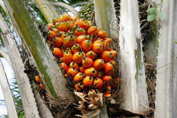 eunapolis, bahia / brazil - march 18, 2011: palm oil is seen in a plantation in the city of...