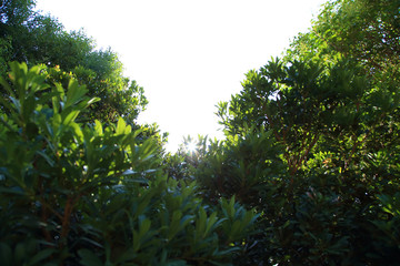 sunlight shining through the leaves
