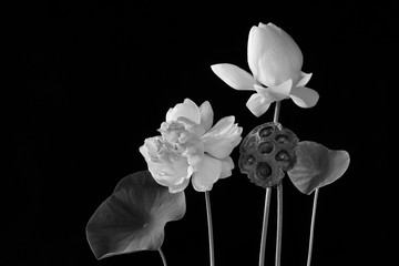 White royal lotus and pods with green leaf on black background