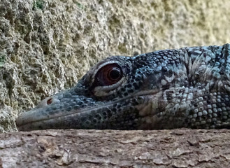 Varan émeraude