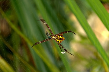 spider in the web that catches fly