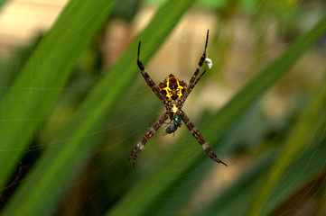 spider in the web that catches flies