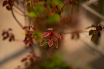 Red leaves plant in the home garden