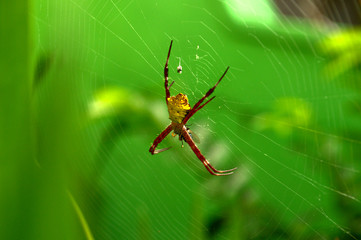 spider on the web