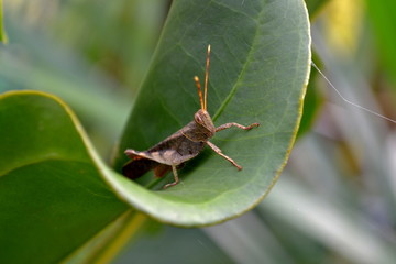 brown grasshopper on a leaf