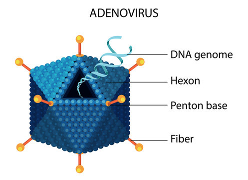 Adenovirus structure diagram on white background