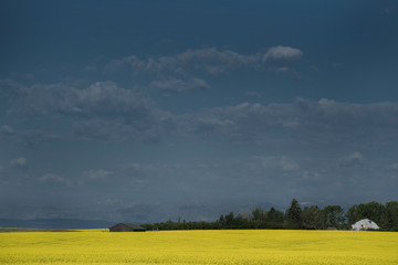 Naklejka premium Yellow canola field blooming during summer harvest in Western Canada on the Alberta prairies .