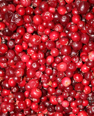 fresh cranberries are very good for health
