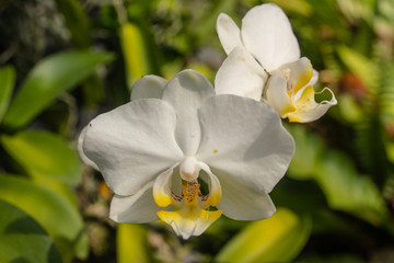 Beautiful orchid park has Phalaenopsis flower in spring season at Ratchaburi Province of Thailand