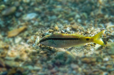 Obraz na płótnie Canvas Shallow water of the Red Sea, Middle East. Small fish with the name Forsskal goatfish, its scientific name is Parupeneus forskali . Selective focus on fish, blurred background 