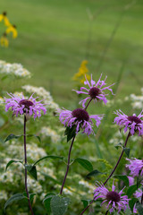 Close up view of lavender color wild bergamot wildflowers (monarda fistulosa) growing in the wild along a remote lake shore meadow