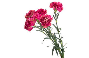 beautiful carnation flowers isolated