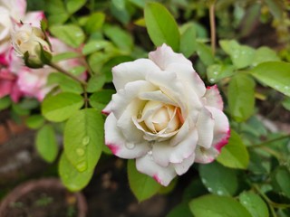 Rose flower