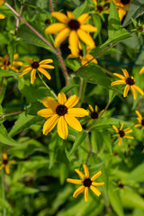 Macro view of brown-eyed Susan wildflowers growing in their sunny native meadow habitat