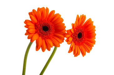 beautiful gerbera flowers isolated