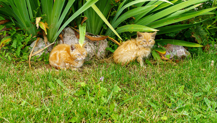 Orange and white wet stray unhappy kittens on the lawn