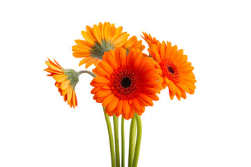 beautiful gerbera flowers isolated