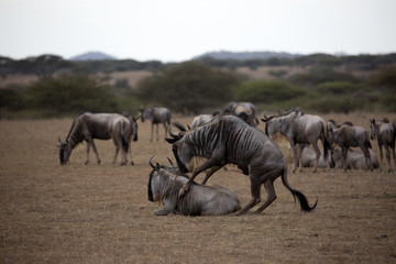 Fototapeta premium The wildebeest, also called the gnu, is an antelope. Shown here in Kenya during the migration mating. 