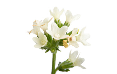 meadow flower isolated