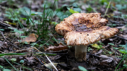 Mushrooms grow in the autumn forest among green grass. A natural vegetarian food ingredient from the forest.