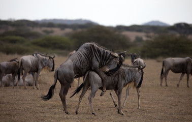 The wildebeest, also called the gnu, is an antelope. Shown here in Kenya during the migration mating. 