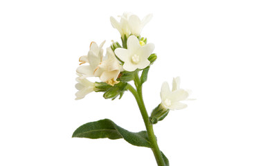 Obraz premium kwiat łąka na białym tle