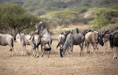 The wildebeest, also called the gnu, is an antelope. Shown here in Kenya during the migration mating. 