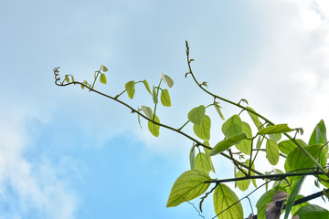 Bush grape or three-leaved wild vine cayratia (Cayratia trifolia) liana ivy plant bush, nature frame jungle border with a blue sky and white clouds as a background