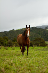 Obraz premium Horses enjoying the green pastures of a rural farm. 