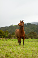 Horses enjoying the green pastures of a rural farm. 