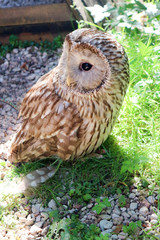 cute tawny owl on the grass close up
