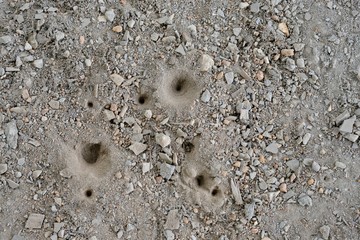 Sand pit trap of an antlion
