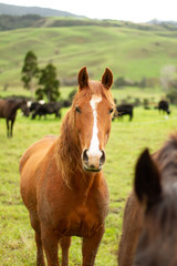 Fototapeta premium Horses enjoying the green pastures of a rural farm. 