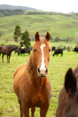 Fototapeta na wymiar Horses enjoying the green pastures of a rural farm. 