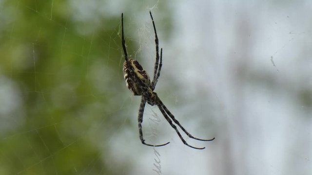 Spider web UHD MP4 4k Video .