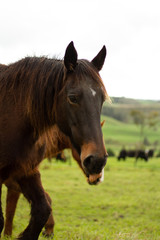 Obraz premium Horses enjoying the green pastures of a rural farm. 
