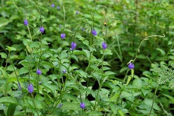 Photo of stachytarpheta cayennensis flower