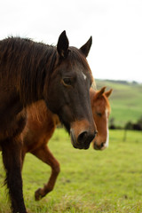 Fototapeta premium Horses enjoying the green pastures of a rural farm. 