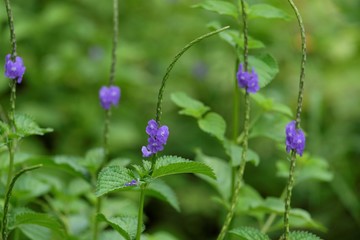 Photo of stachytarpheta cayennensis flower