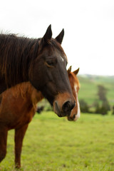 Obraz premium Horses enjoying the green pastures of a rural farm. 