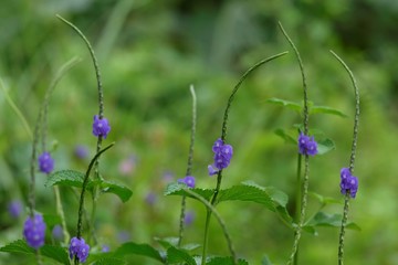 Photo of stachytarpheta cayennensis flower