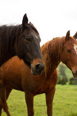 Obraz premium Horses enjoying the green pastures of a rural farm. 