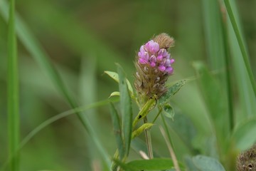Photo of Uraria flower in the garden