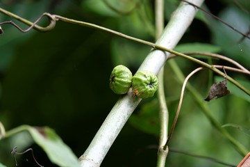 Photo of ficus fruits in the jungle