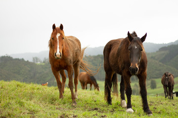 Fototapeta premium Horses enjoying the green pastures of a rural farm. 