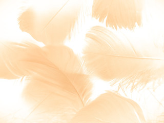 Fototapeta na wymiar Beautiful abstract orange and white feathers on white background, soft brown feather texture on white pattern background, yellow feather background