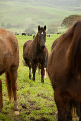 Horses enjoying the green pastures of a rural farm. 